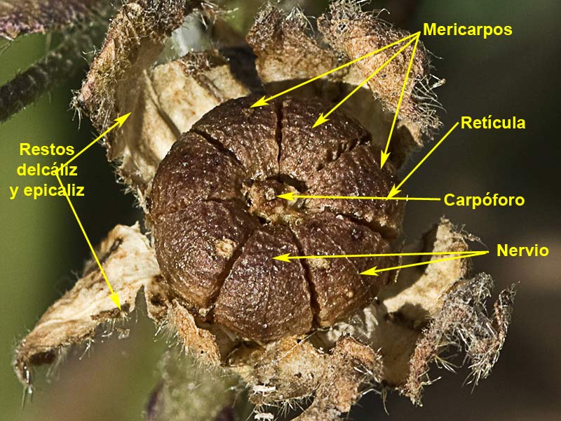 Malva multiflora