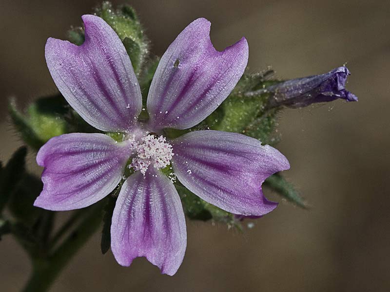 Malva multiflora