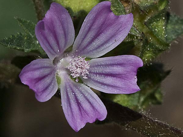 Malva multiflora