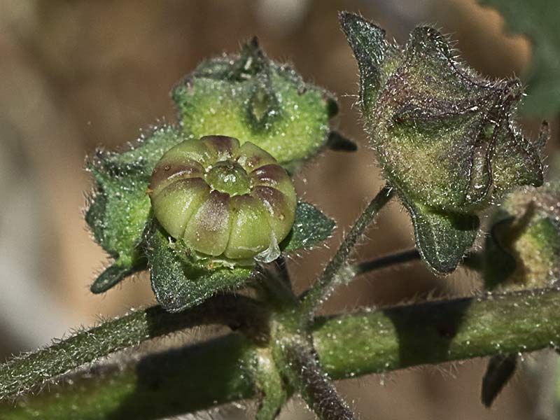 Malva multiflora