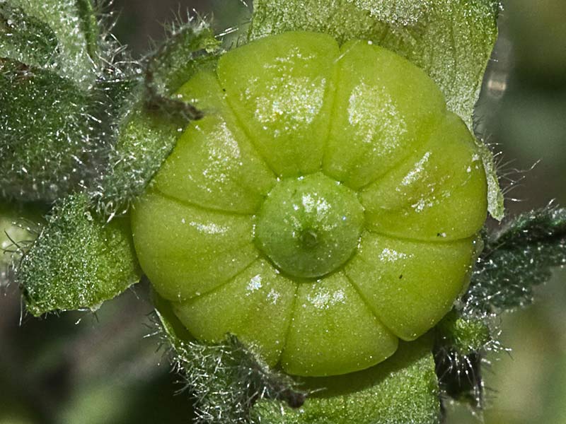 Malva multiflora