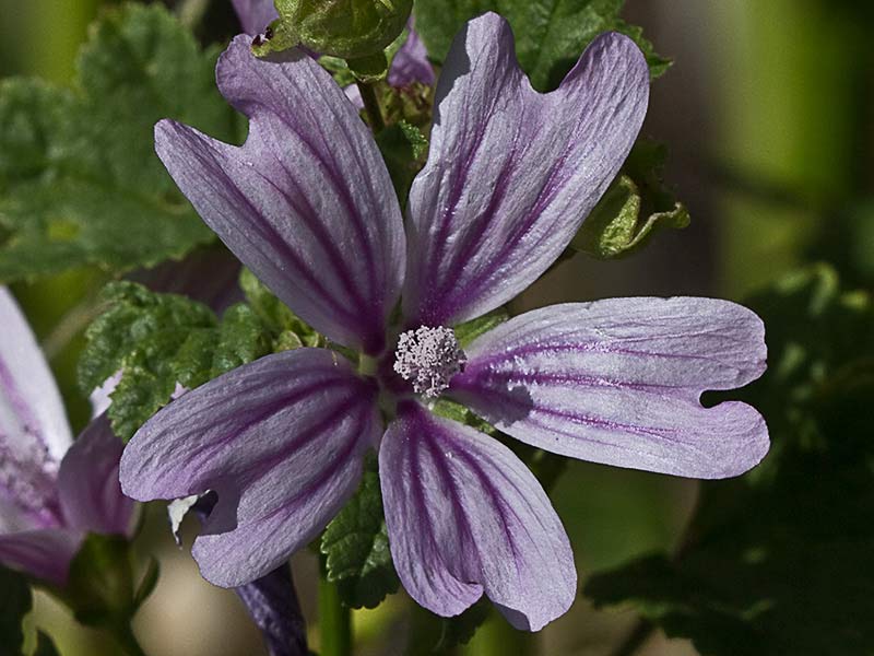 Malva multiflora