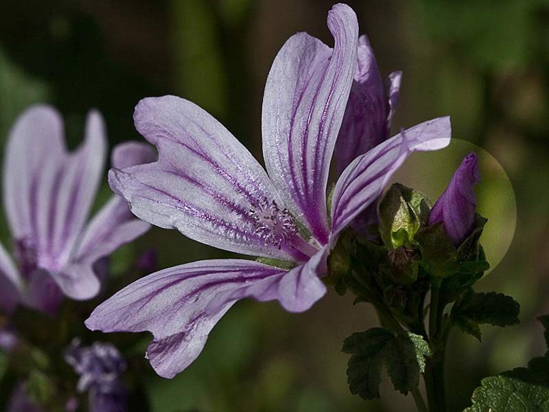 Malva multiflora