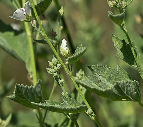 Planta de Malvavisco (Althaea officinalis)