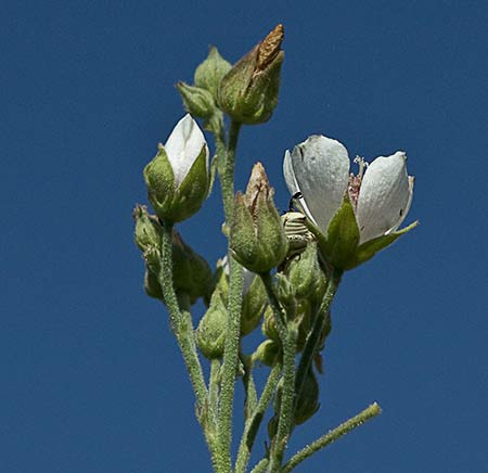 Cabezuelas del Malvavisco (Althaea officinalis)