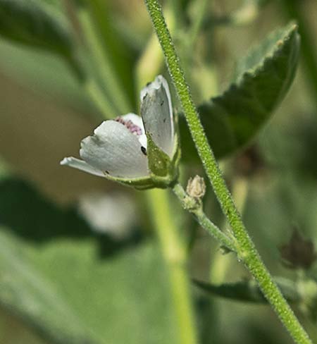 Flor del Malvavisco (Althaea officinalis)