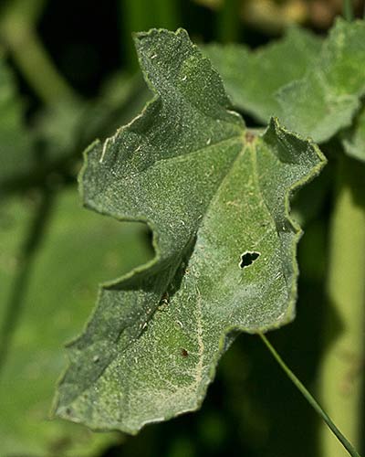 Hoja del Malvavisco (Althaea officinalis)