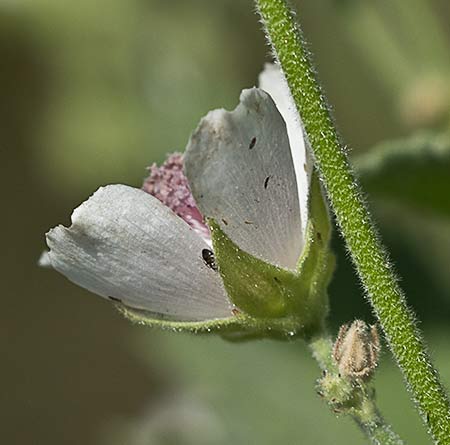 Flor del Malvavisco (Althaea officinalis)
