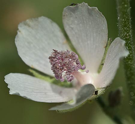 Flor del Malvavisco (Althaea officinalis)