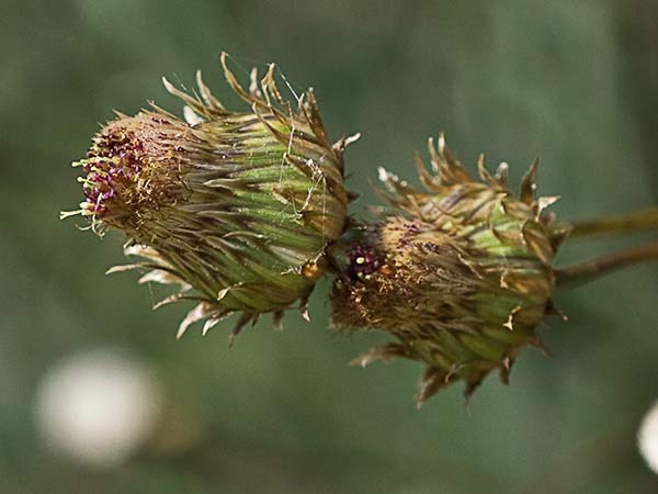 Manzanilla yesquera (Phagnalon saxatile)