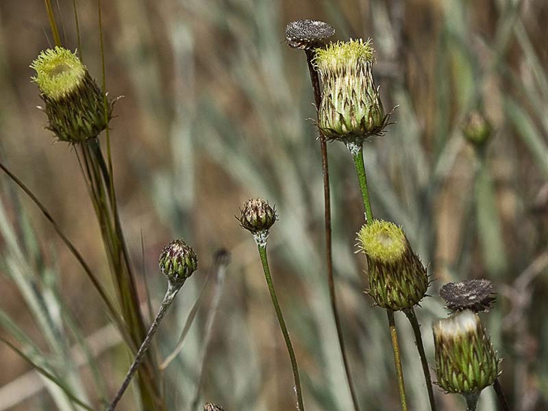 Manzanilla yesquera (Phagnalon saxatile)