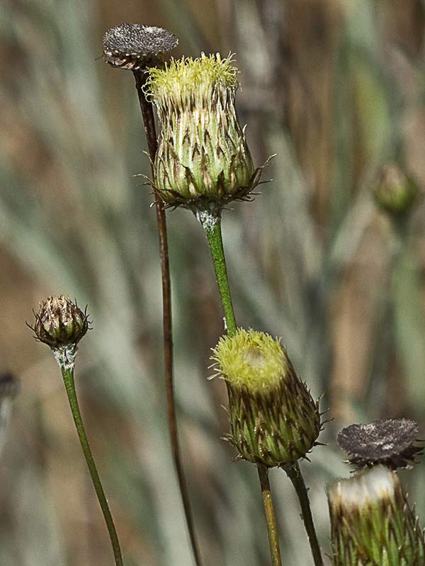 Manzanilla yesquera (Phagnalon saxatile)