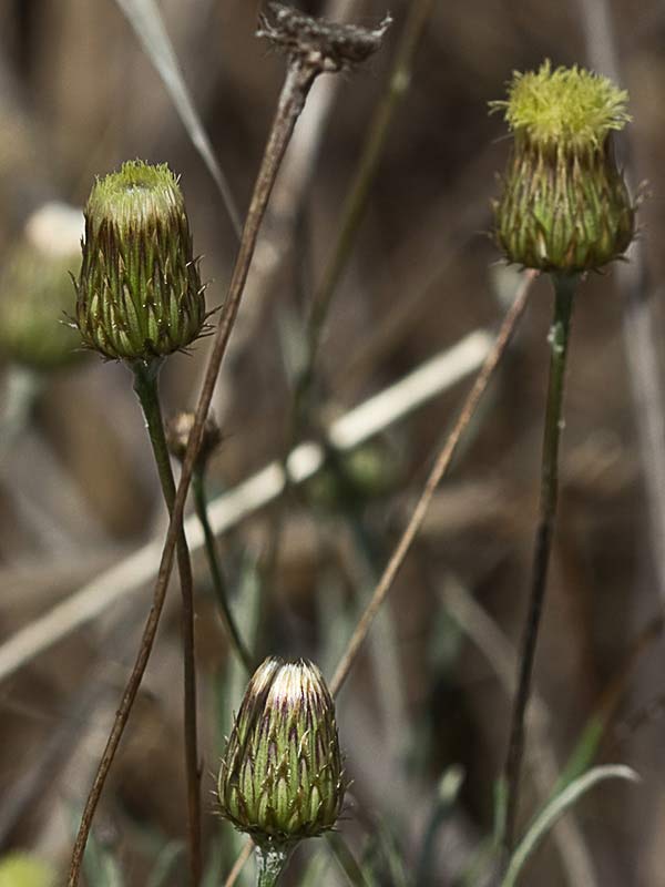 Manzanilla yesquera (Phagnalon saxatile)