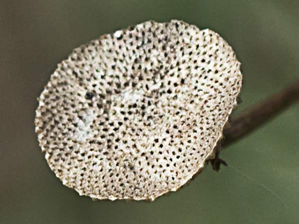 Manzanilla yesquera (Phagnalon saxatile)