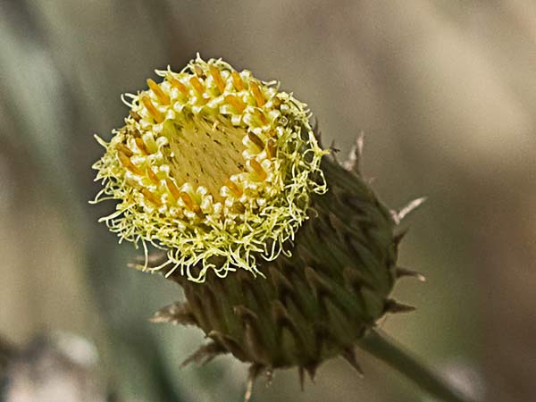 Manzanilla yesquera (Phagnalon saxatile)