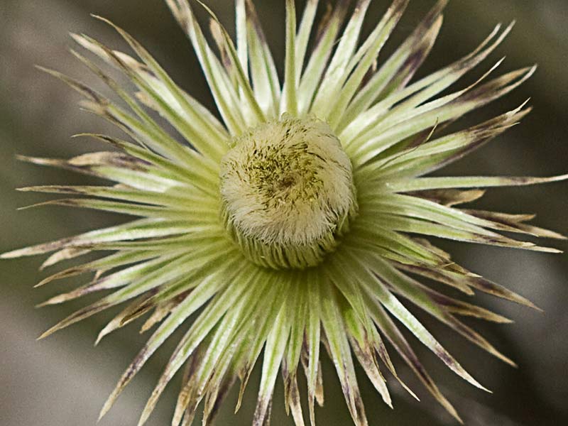Manzanilla yesquera (Phagnalon saxatile)