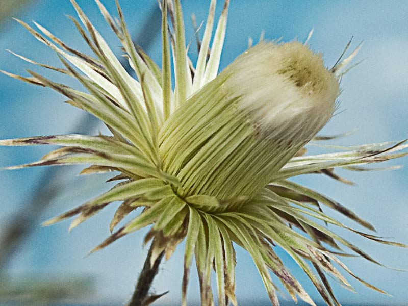 Manzanilla yesquera (Phagnalon saxatile)