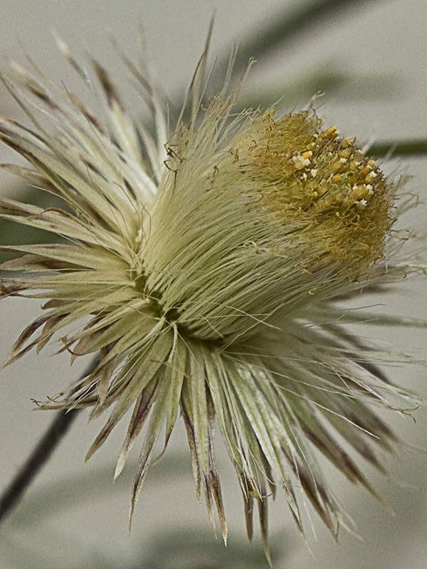 Manzanilla yesquera (Phagnalon saxatile)