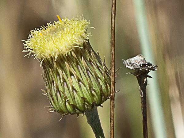 Manzanilla yesquera (Phagnalon saxatile)