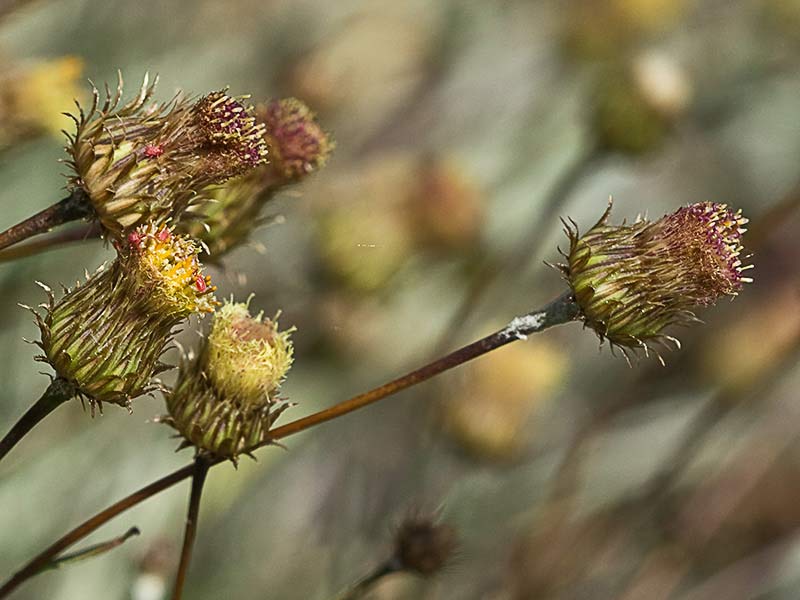 Manzanilla yesquera (Phagnalon saxatile)