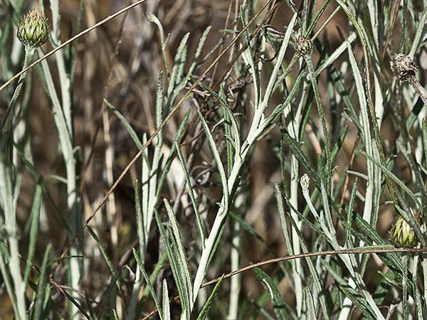 Manzanilla yesquera (Phagnalon saxatile)