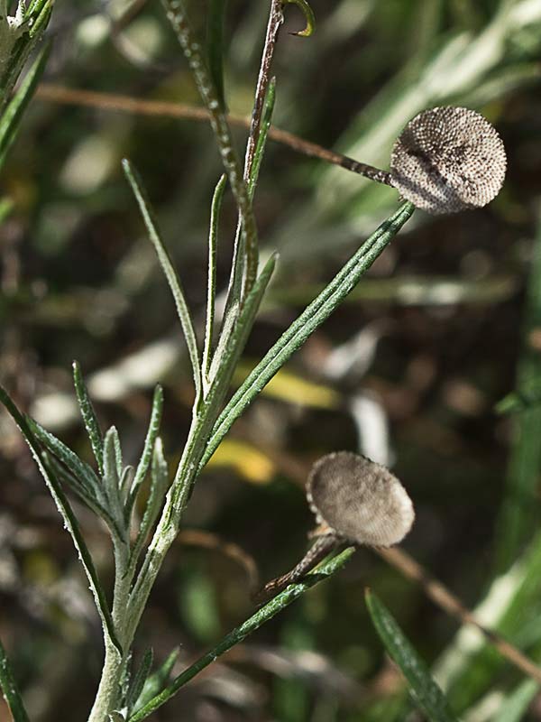 Manzanilla yesquera (Phagnalon saxatile)