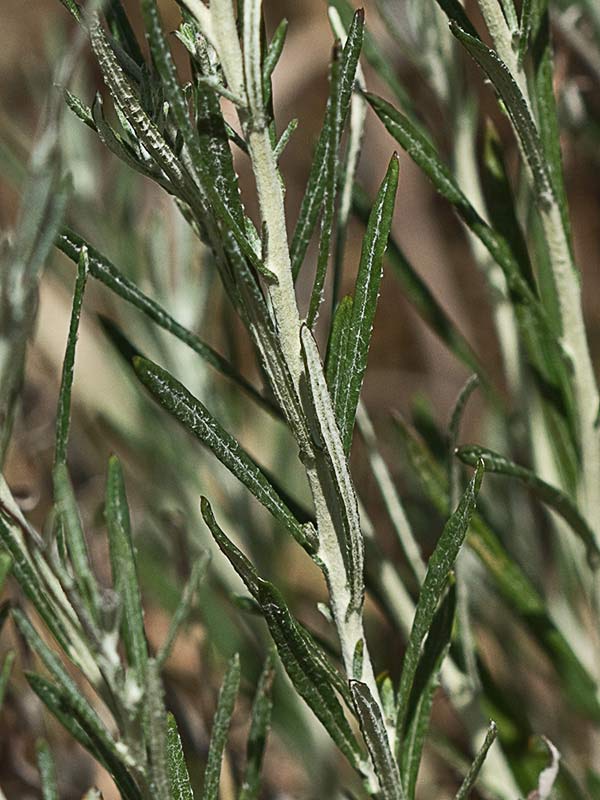 Manzanilla yesquera (Phagnalon saxatile)