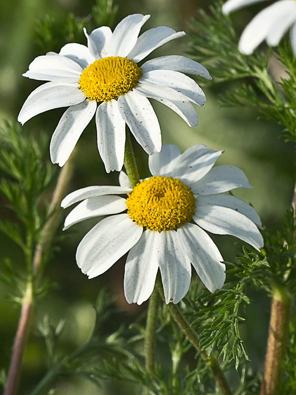 Manzanilla silvestre (Anthemis arvensis)