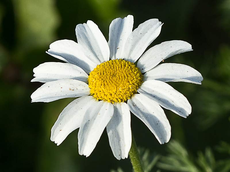 Manzanilla silvestre (Anthemis arvensis)