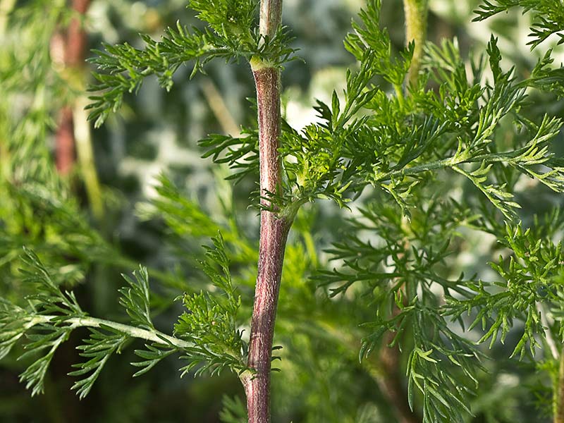 Manzanilla silvestre (Anthemis arvensis)