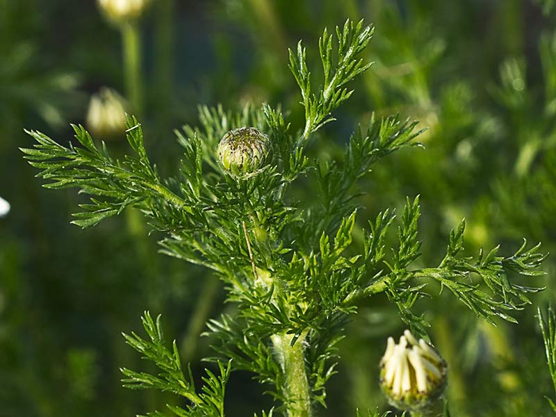Manzanilla silvestre (Anthemis arvensis)