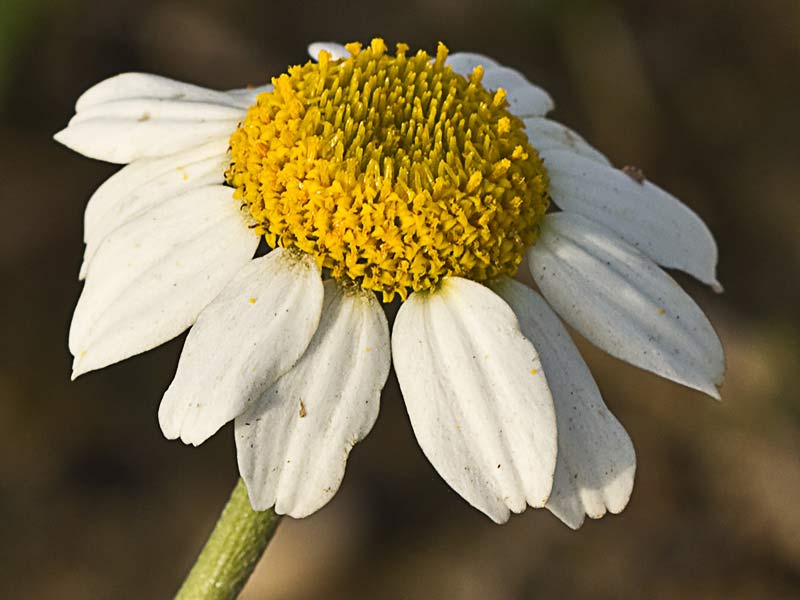 Manzanilla silvestre (Anthemis arvensis)