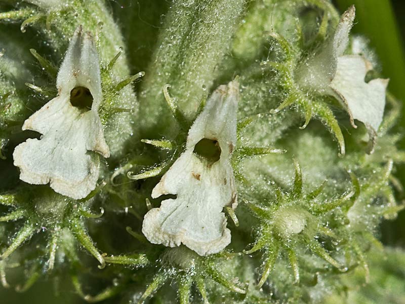 Flor del marubio en verde