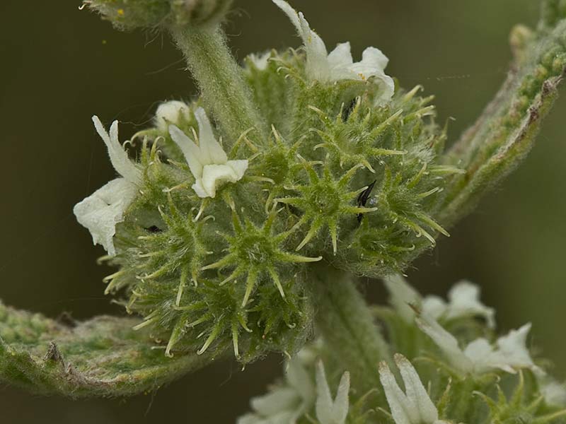 Flor del marubio en verde