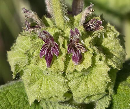 Marrubio rojo (Ballota hirsuta)