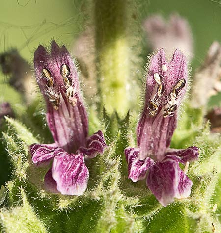 Marrubio rojo (Ballota hirsuta)