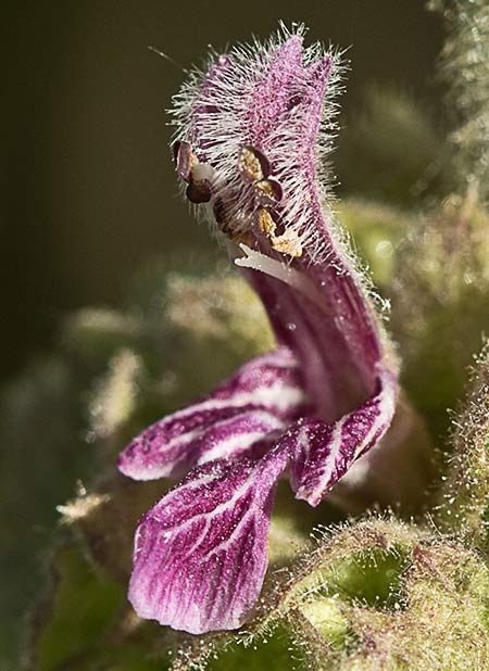 Marrubio rojo (Ballota hirsuta)