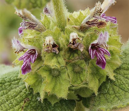 Inflorescencia del marrubio Marrubio rojo (Ballota hirsuta)
