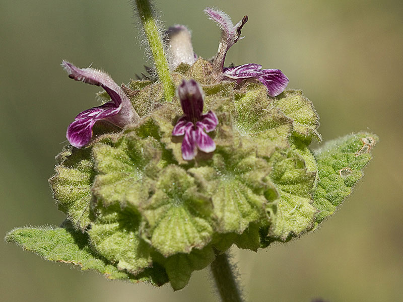 Marrubio rojo (Ballota hirsuta)