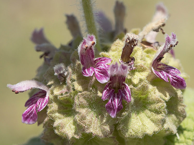 Marrubio rojo (Ballota hirsuta)