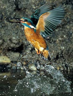 Martínpescador con su presa