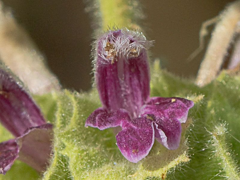 Marrubio rojo (Ballota hirsuta)