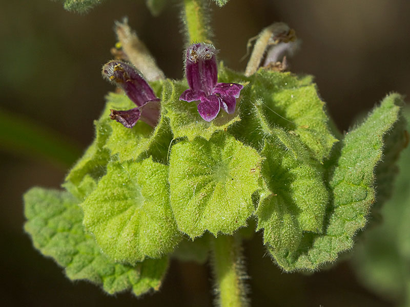 Marrubio rojo (Ballota hirsuta)