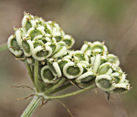 Mastuerzos (Tordylium máximum)