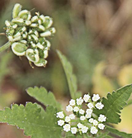 Infloresecias y frutos del Mastuerzos (Tordylium máximum)