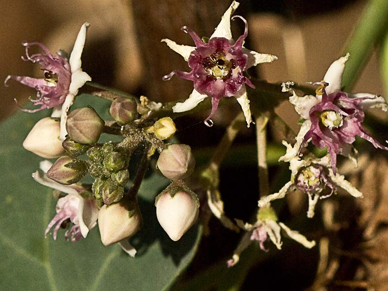 Flor del Matacán (Cynanchum acutum)