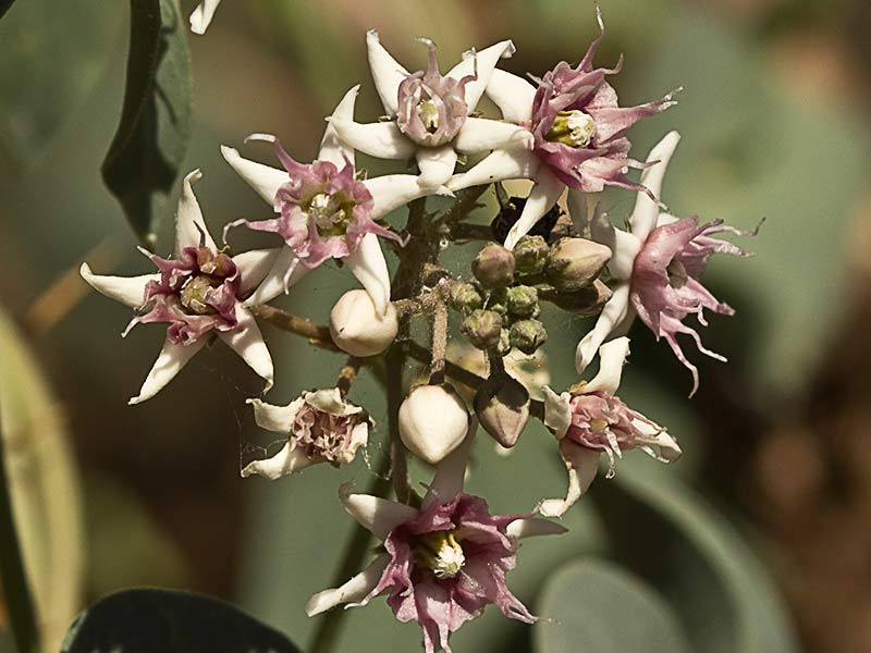 Flor del Matacán (Cynanchum acutum)