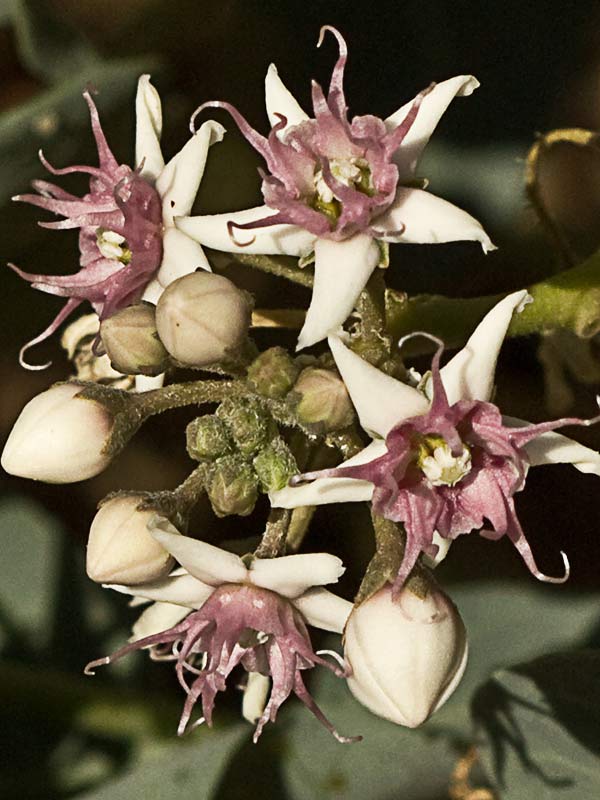 Flor del Matacán (Cynanchum acutum)