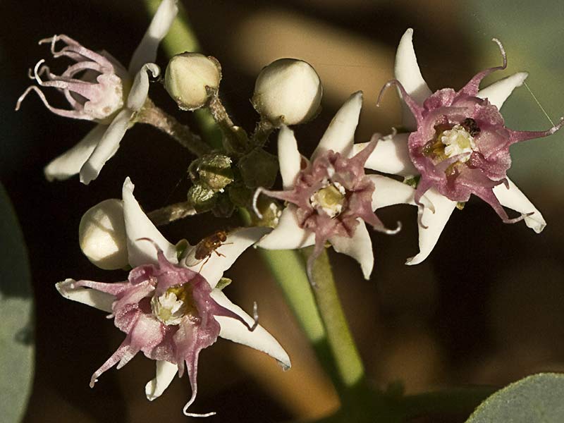 Flor del Matacán (Cynanchum acutum)