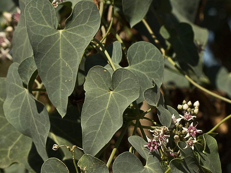 Ramilletes de flores del matacán